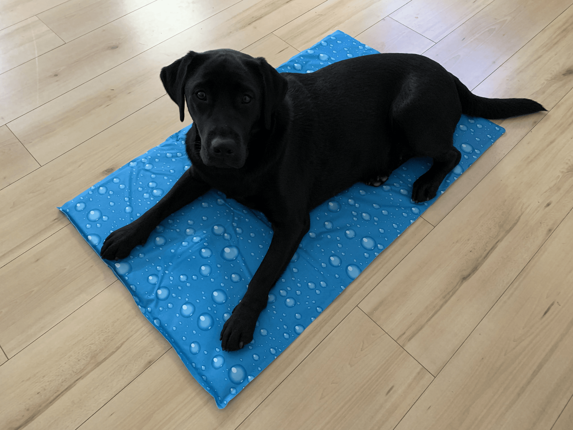 Labrador Imke auf einer Kühlmatte von Karlie. Wunderbare Abkühlung für die warmen Tage