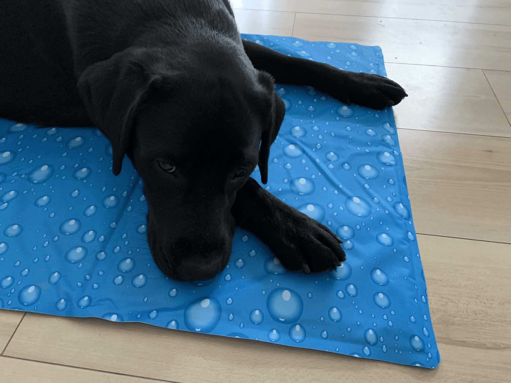 Labrador Imke auf einer Kühlmatte. Kühle Entspannung an warmen und heißen Tagen